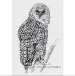 Barred Owl (image for) Barred Owl